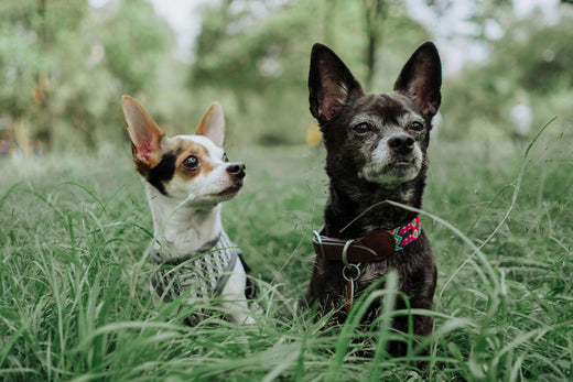 Harness vs. Collar: Which is Best for Your Dog?