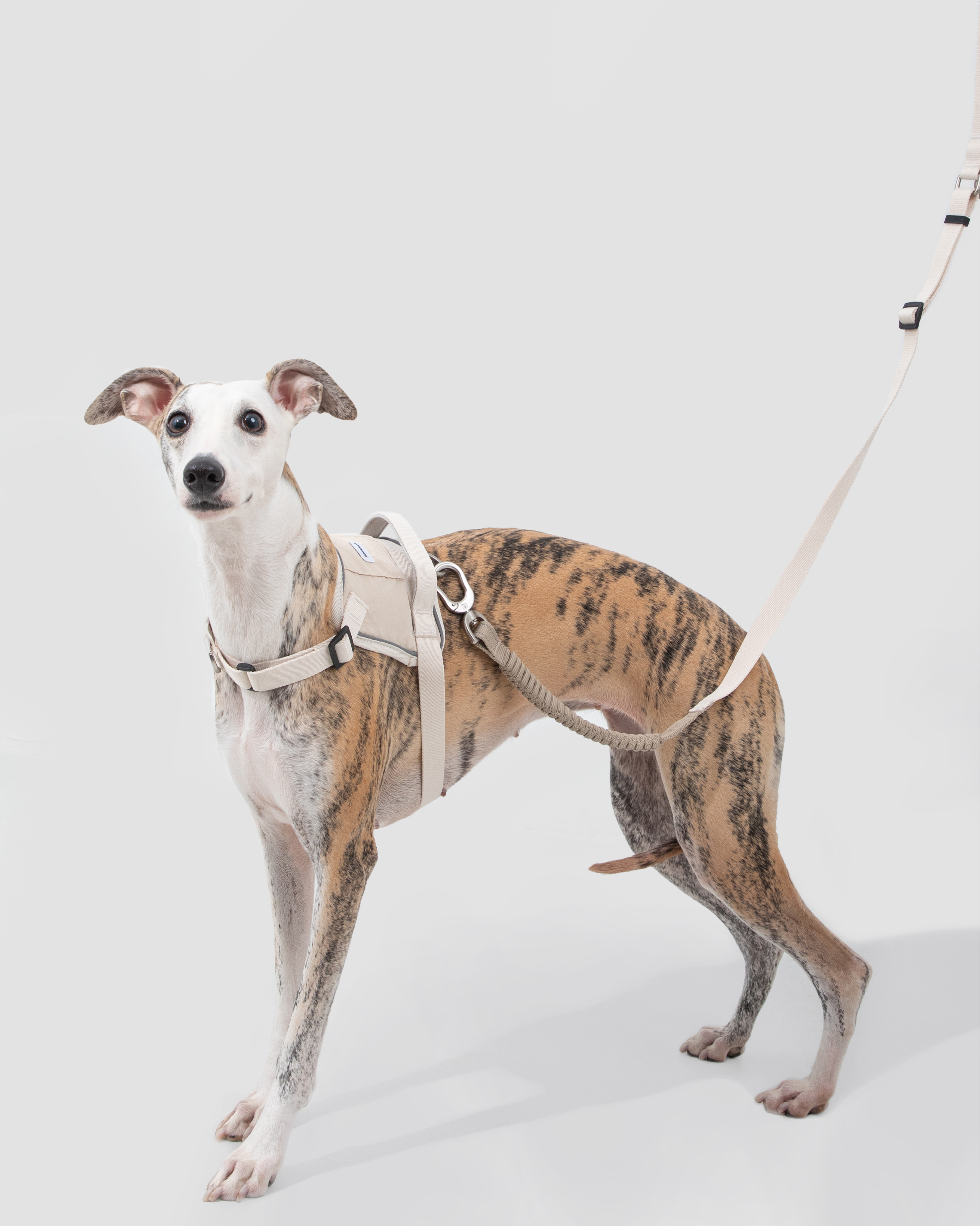 Valley Shockproof Quick-Fit Dog Harness Walk Set