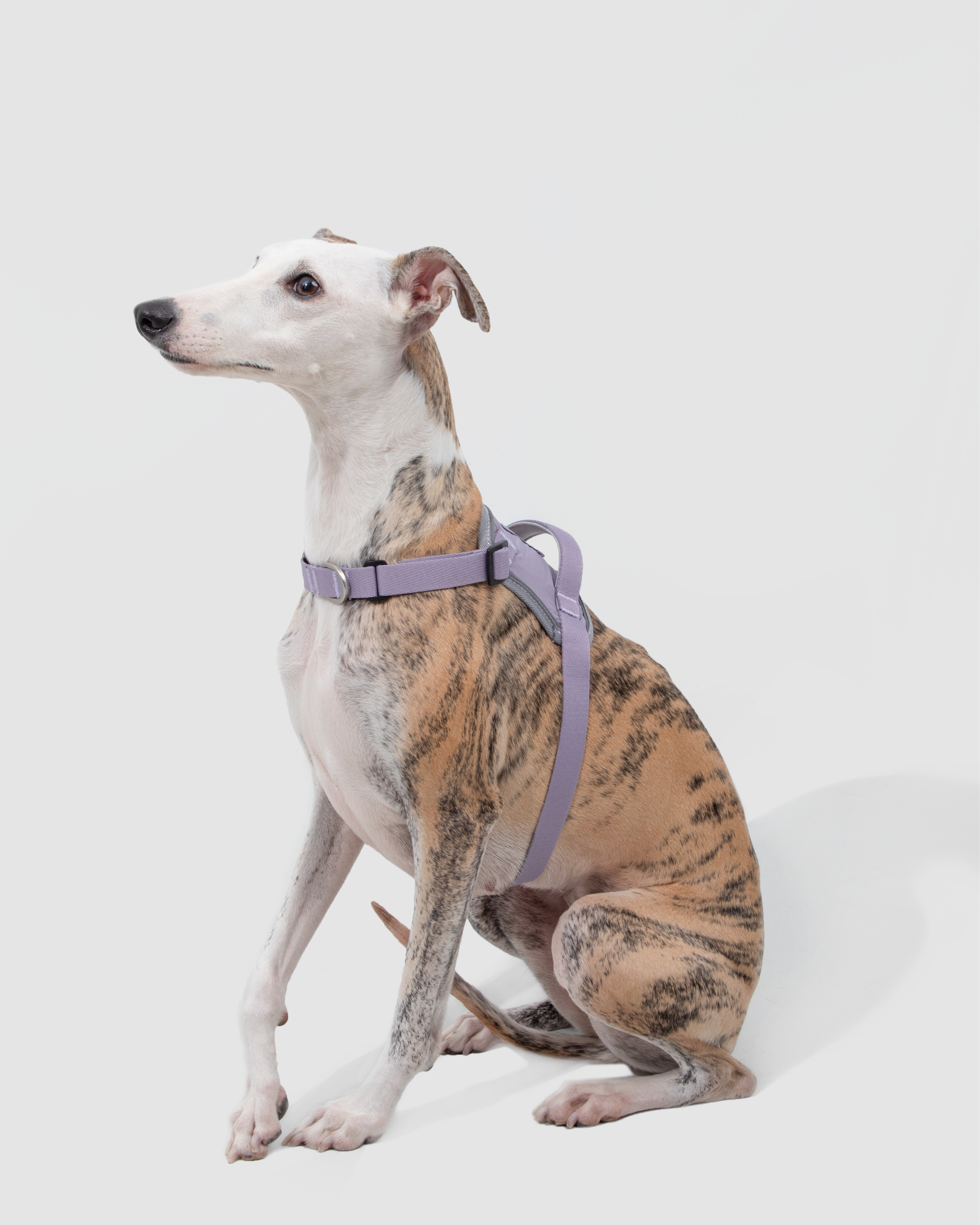 Valley Shockproof Quick-Fit Dog Harness Walk Set