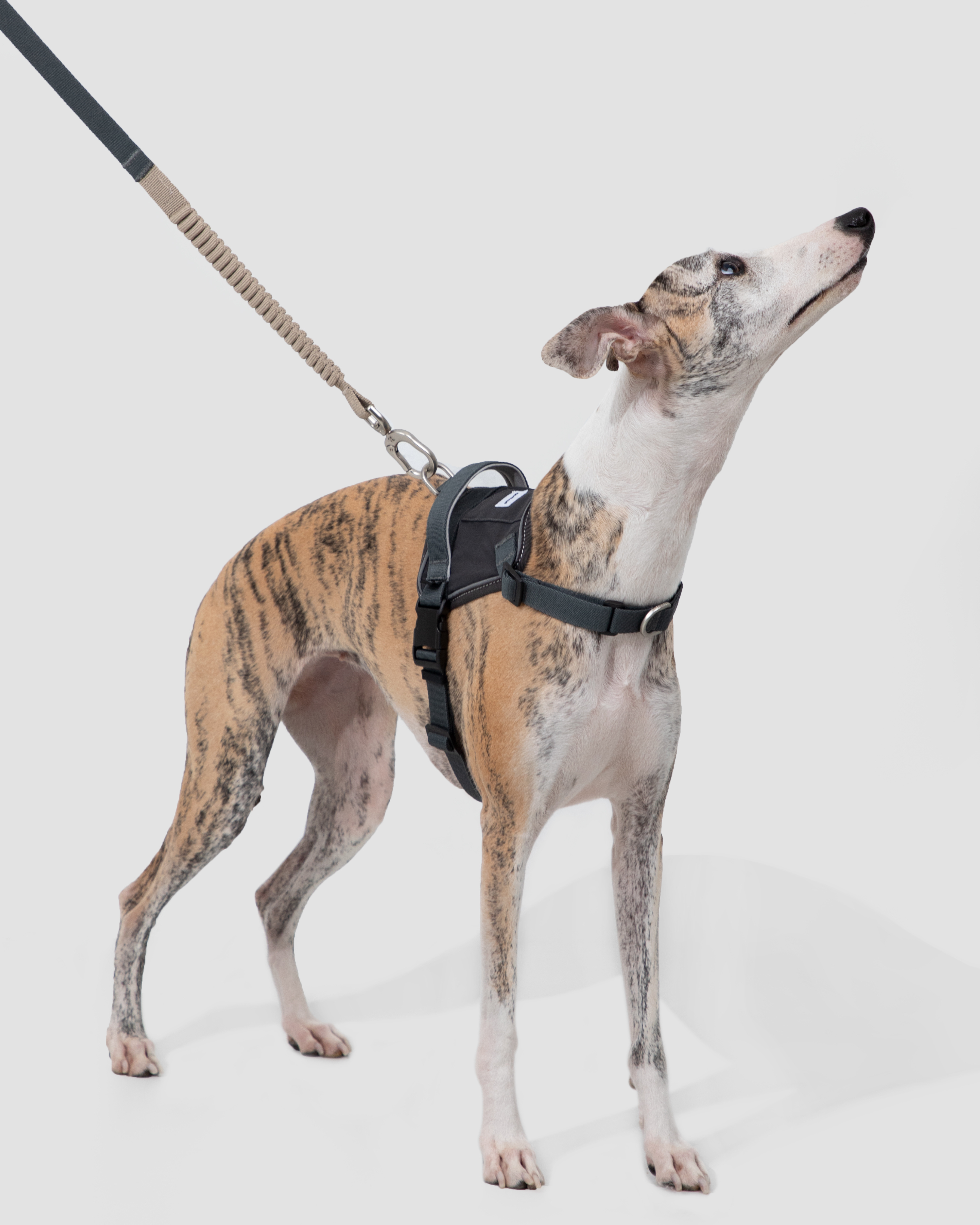 Valley Shockproof Quick-Fit Dog Harness Walk Set