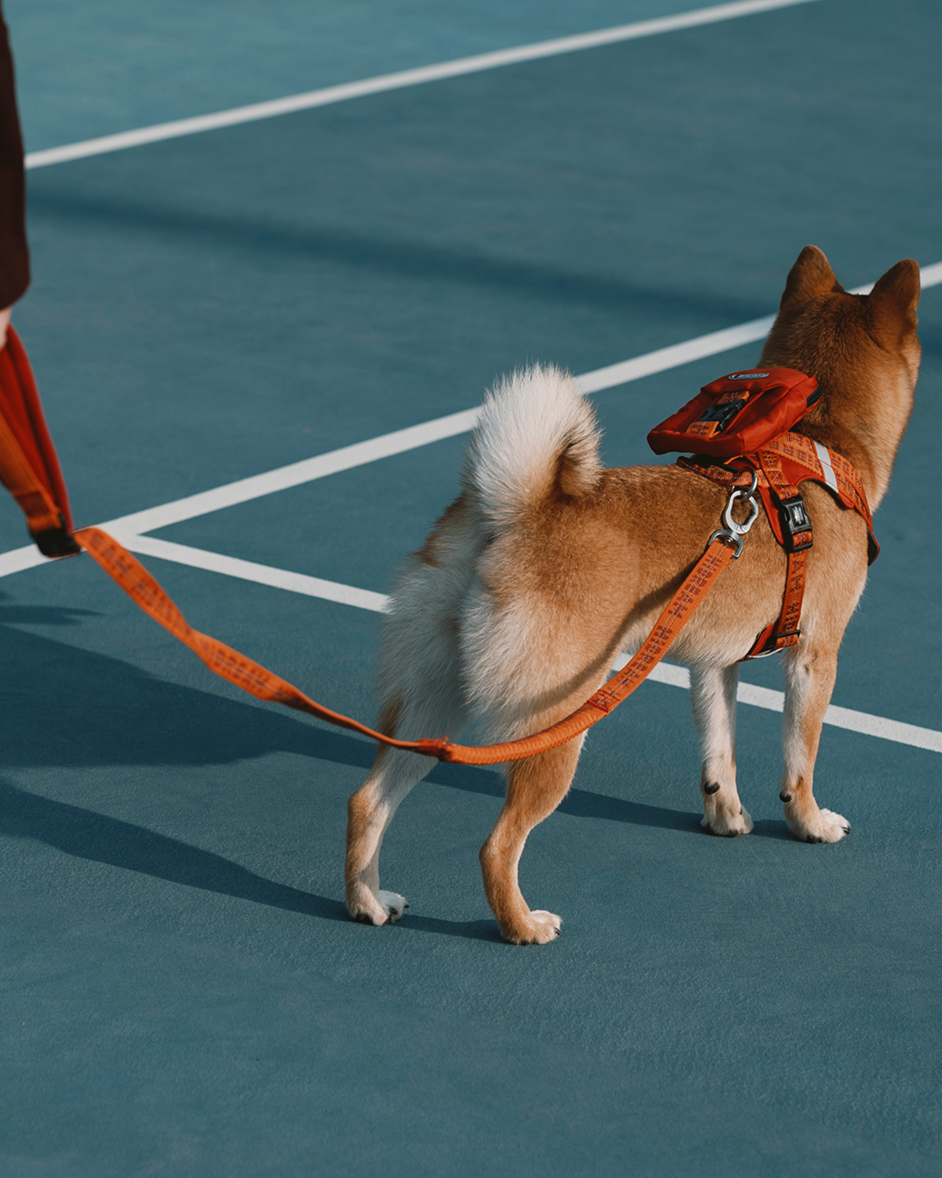 Bobo Reflective Vest Dog Harness Walk Set