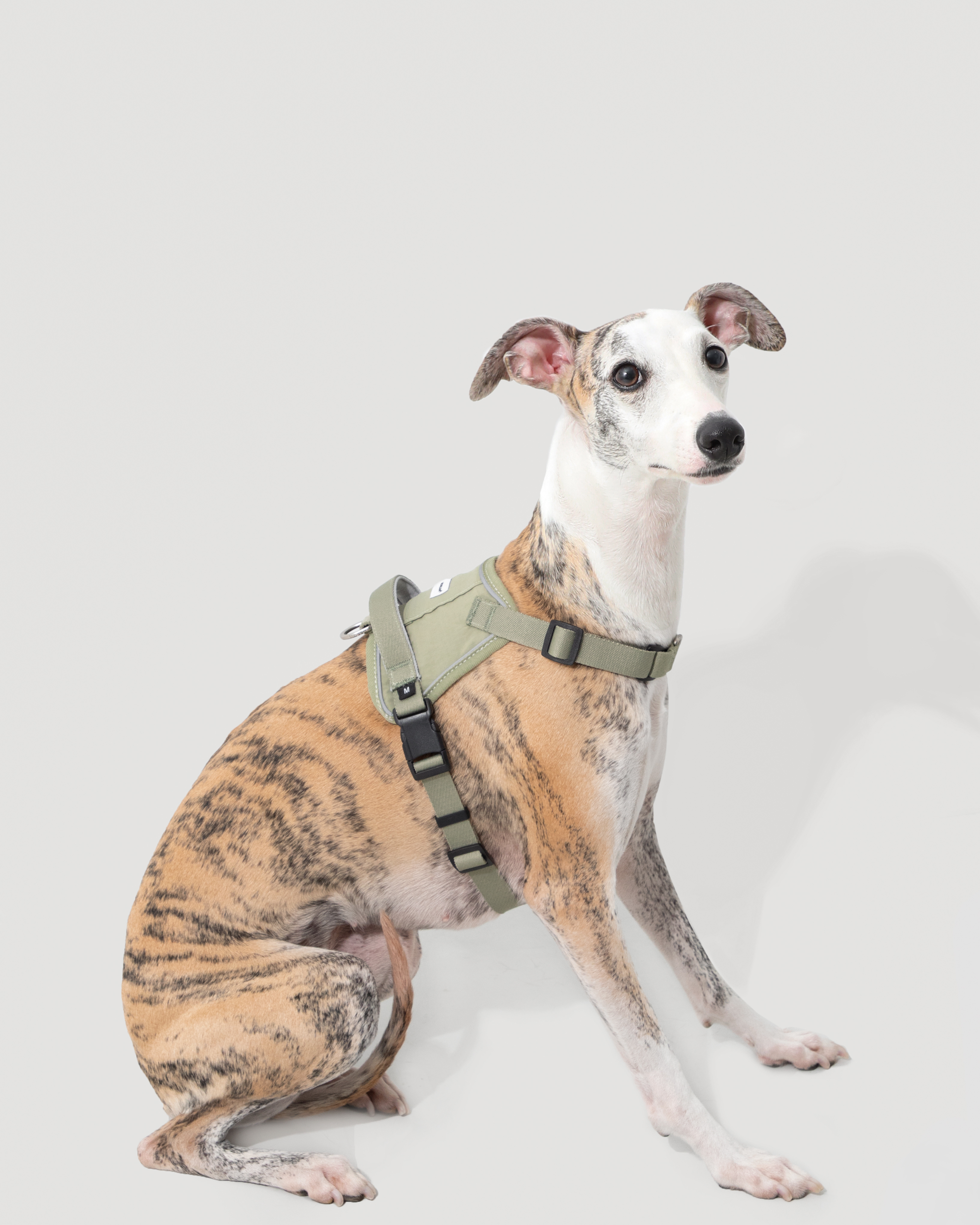 Valley Shockproof Quick-Fit Dog Harness Walk Set