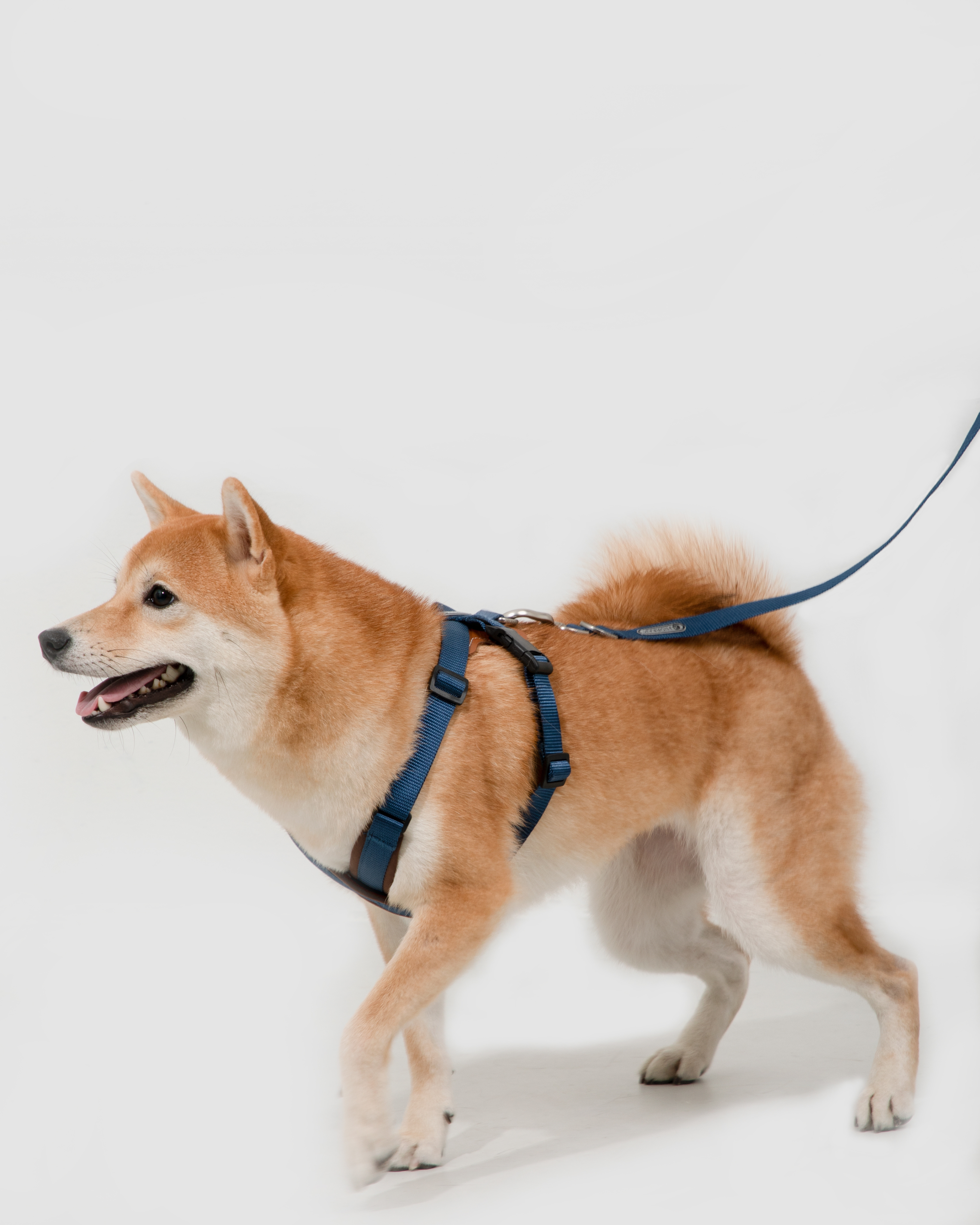 Bobo Leather X-Shaped Dog Harness Walk Set