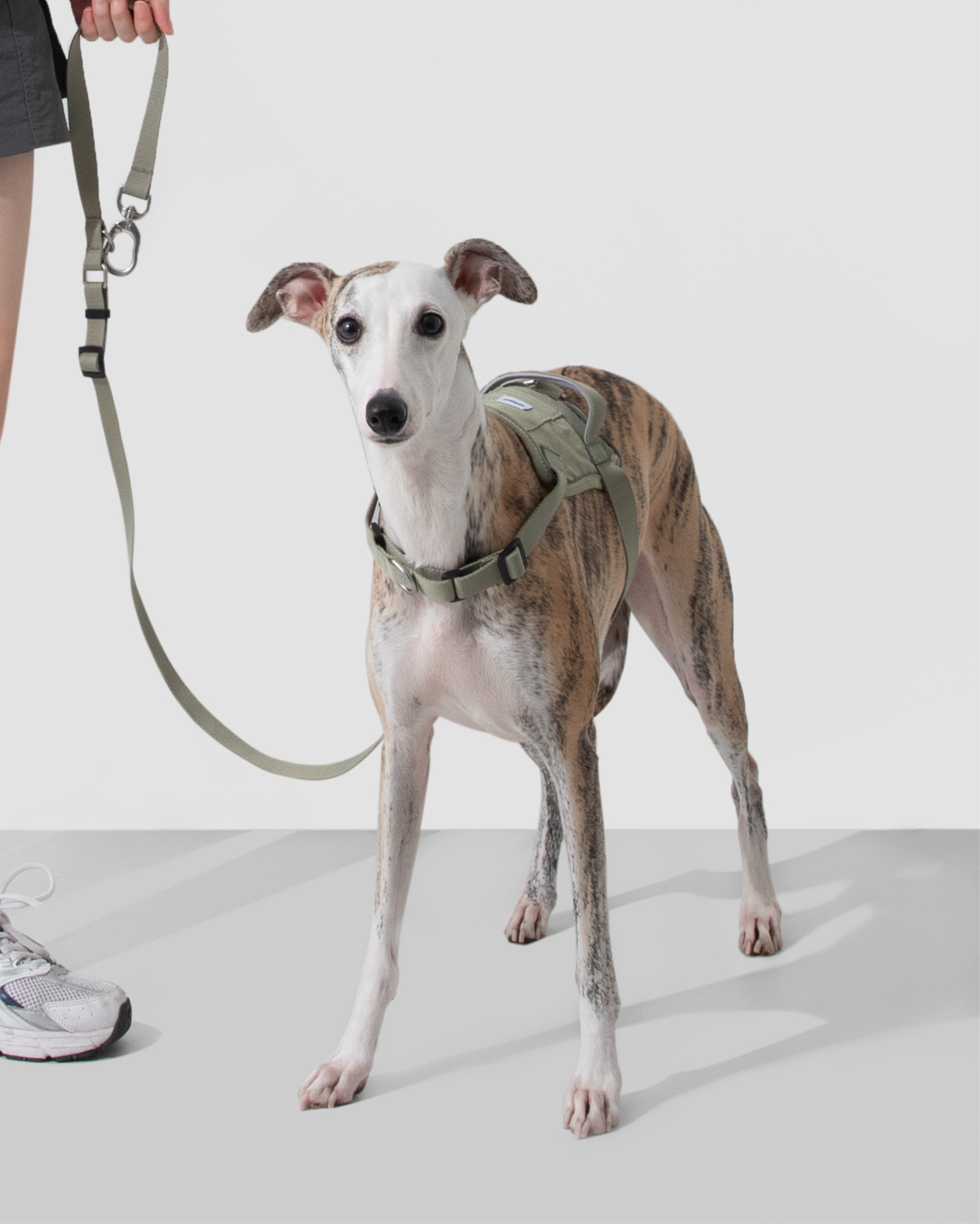 Valley Shockproof Quick-Fit Dog Harness Walk Set