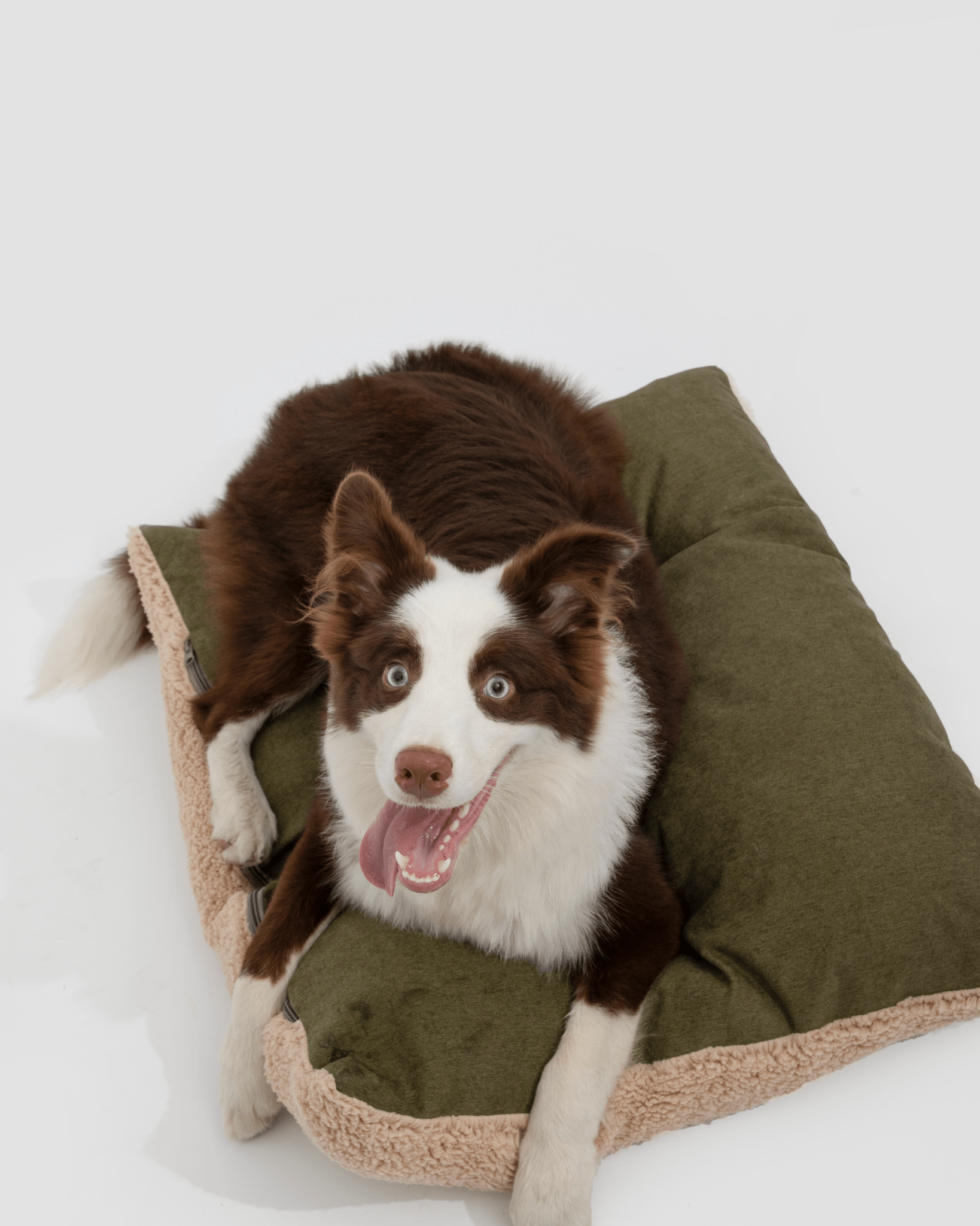 Comfortable and Stylish All - Season Dog Bed - Bo&Hew