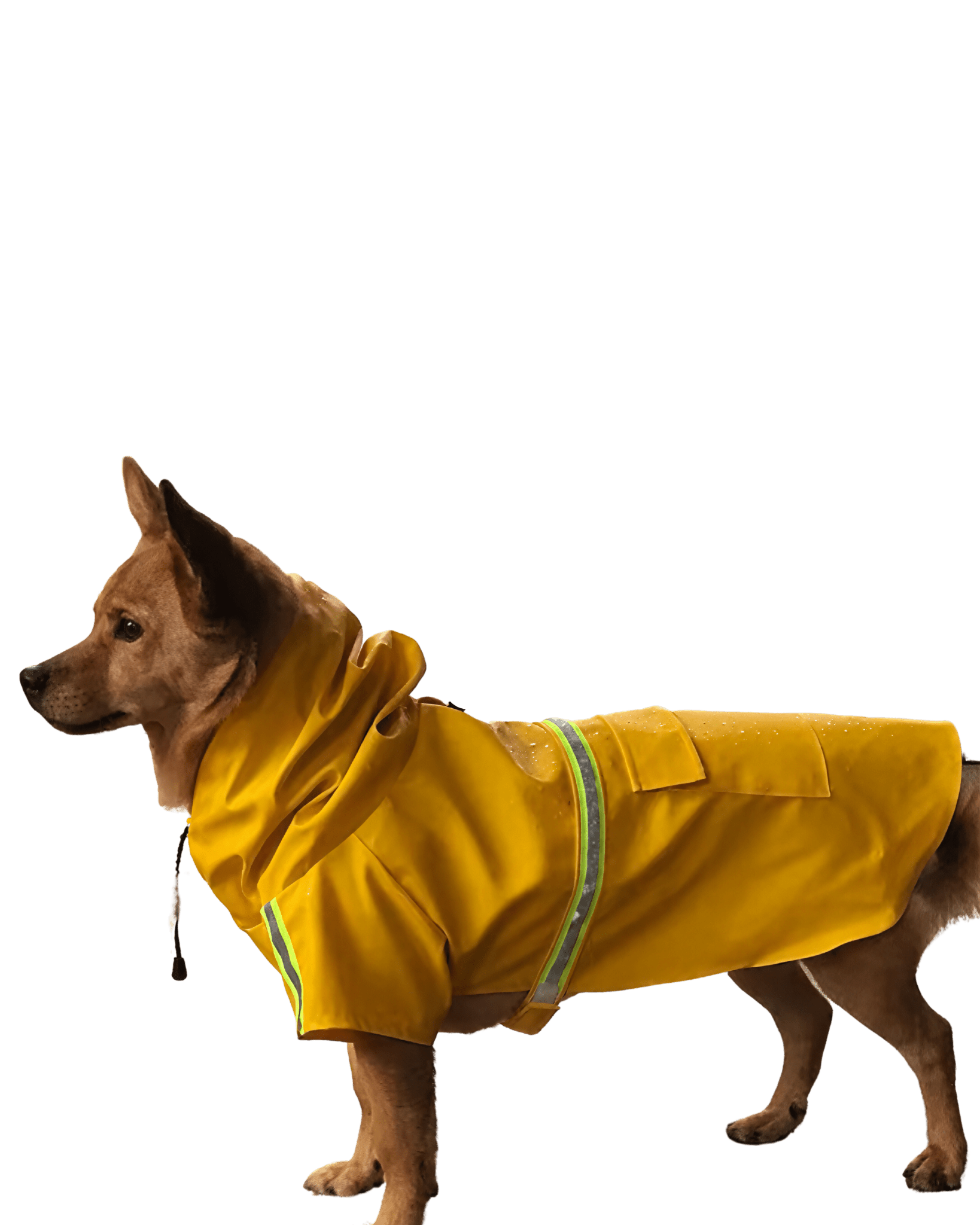 Dog Waterproof Hooded Raincoat - Bo&Hew