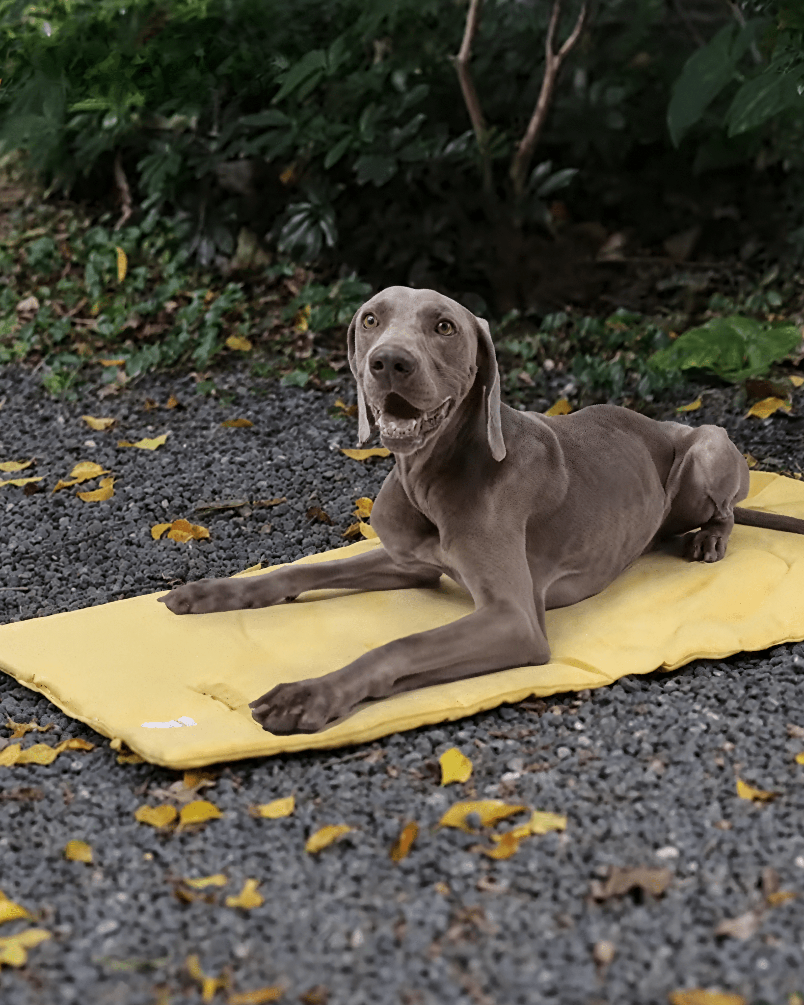 Foldable Waterproof Dog Diaper Mat - Bo&Hew