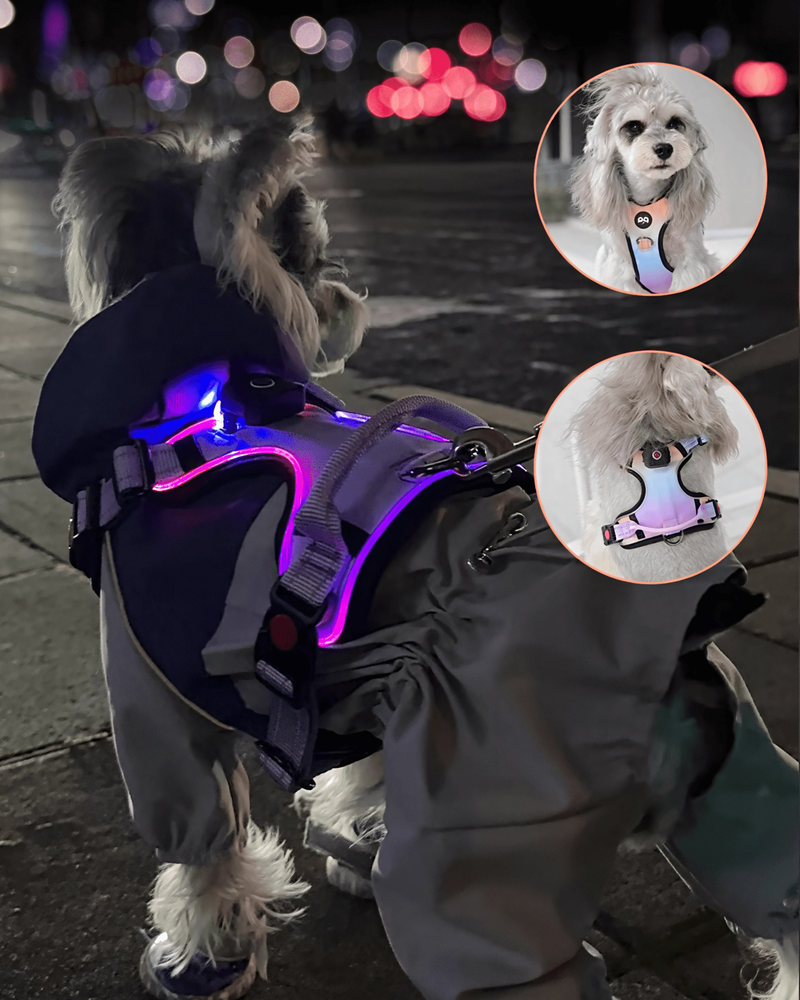 LED No - Pull Dog Harness - Bo&Hew