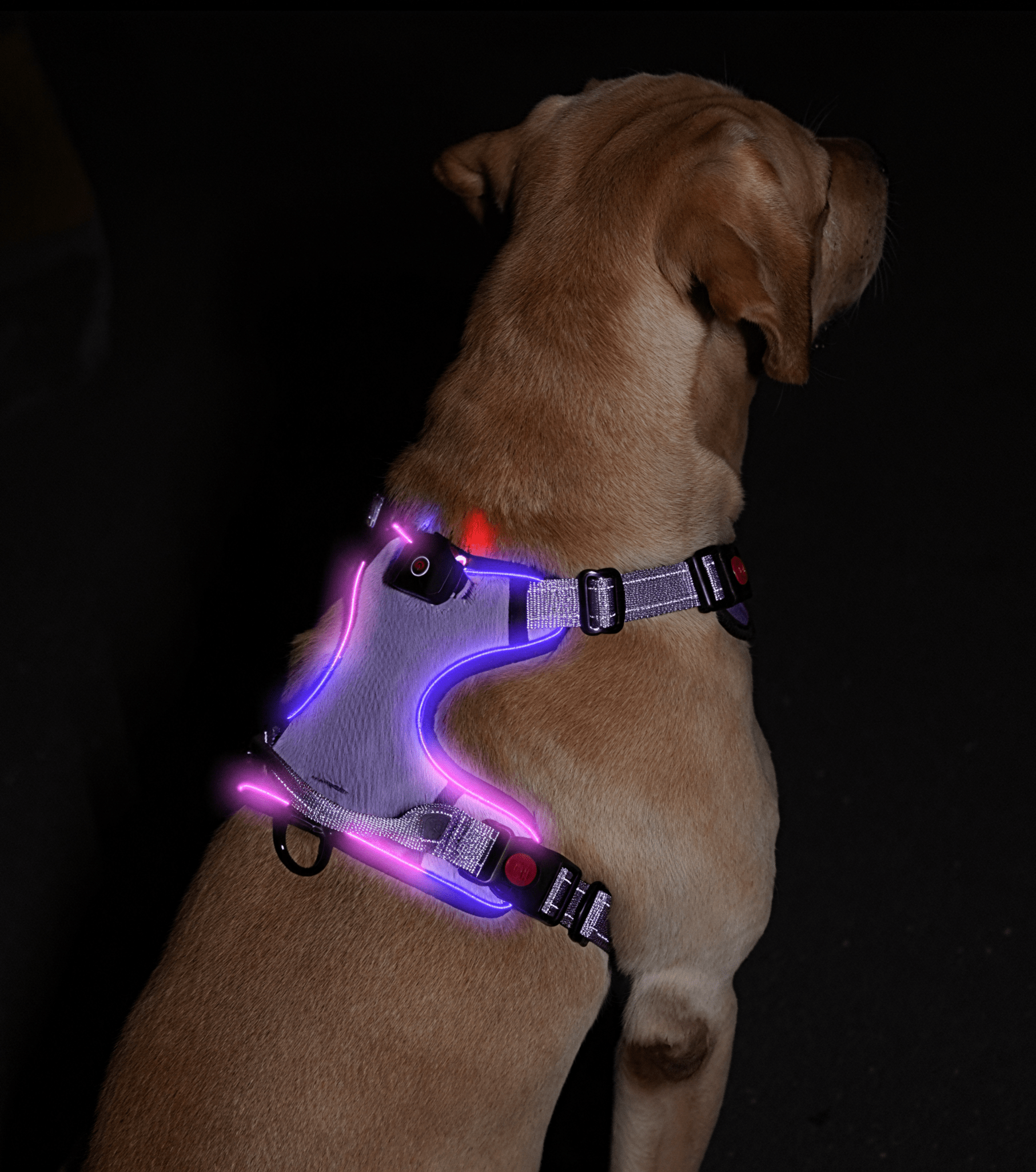 LED No - Pull Dog Harness - Bo&Hew