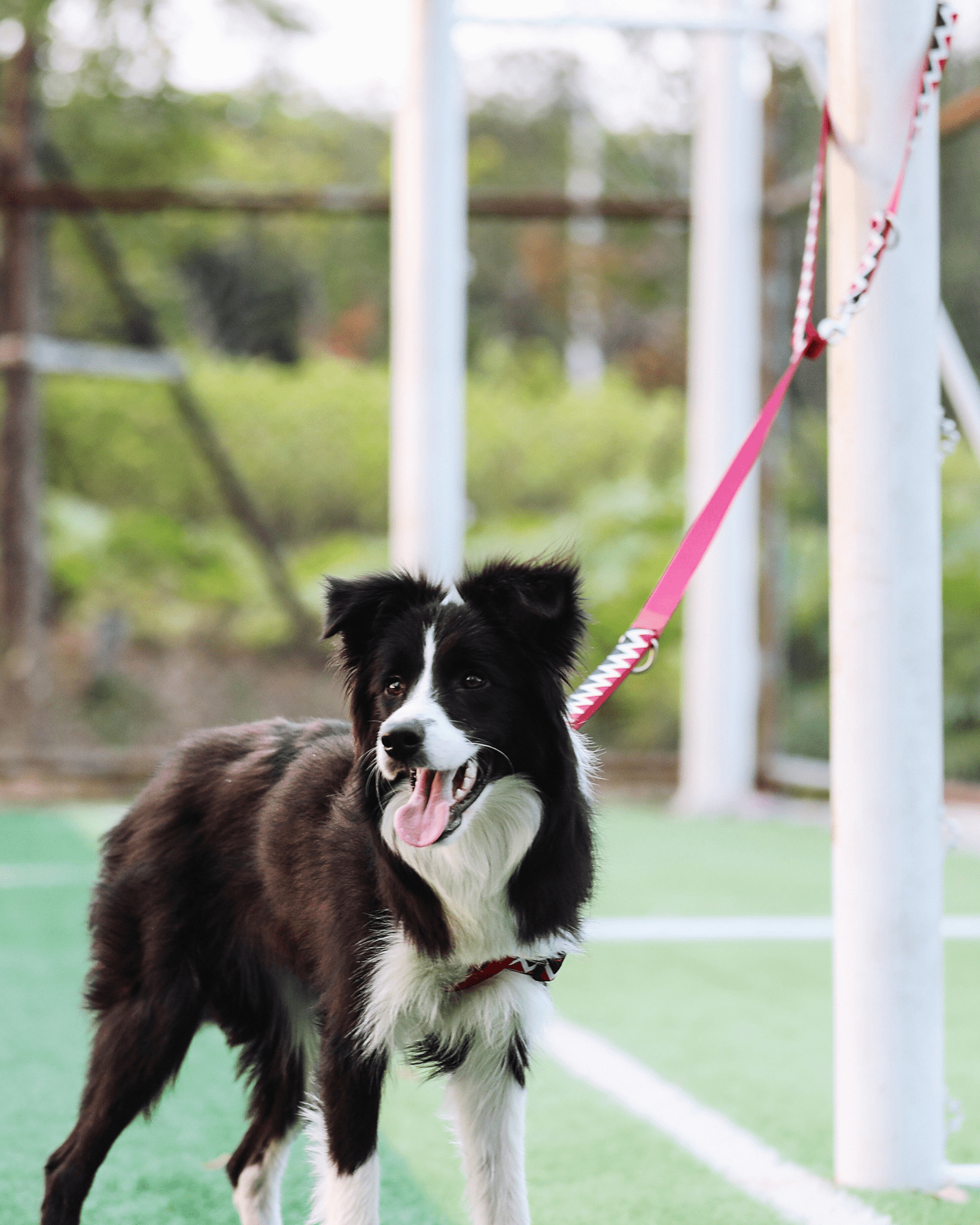 Rainbow Multifunctional Leash - Bo&Hew