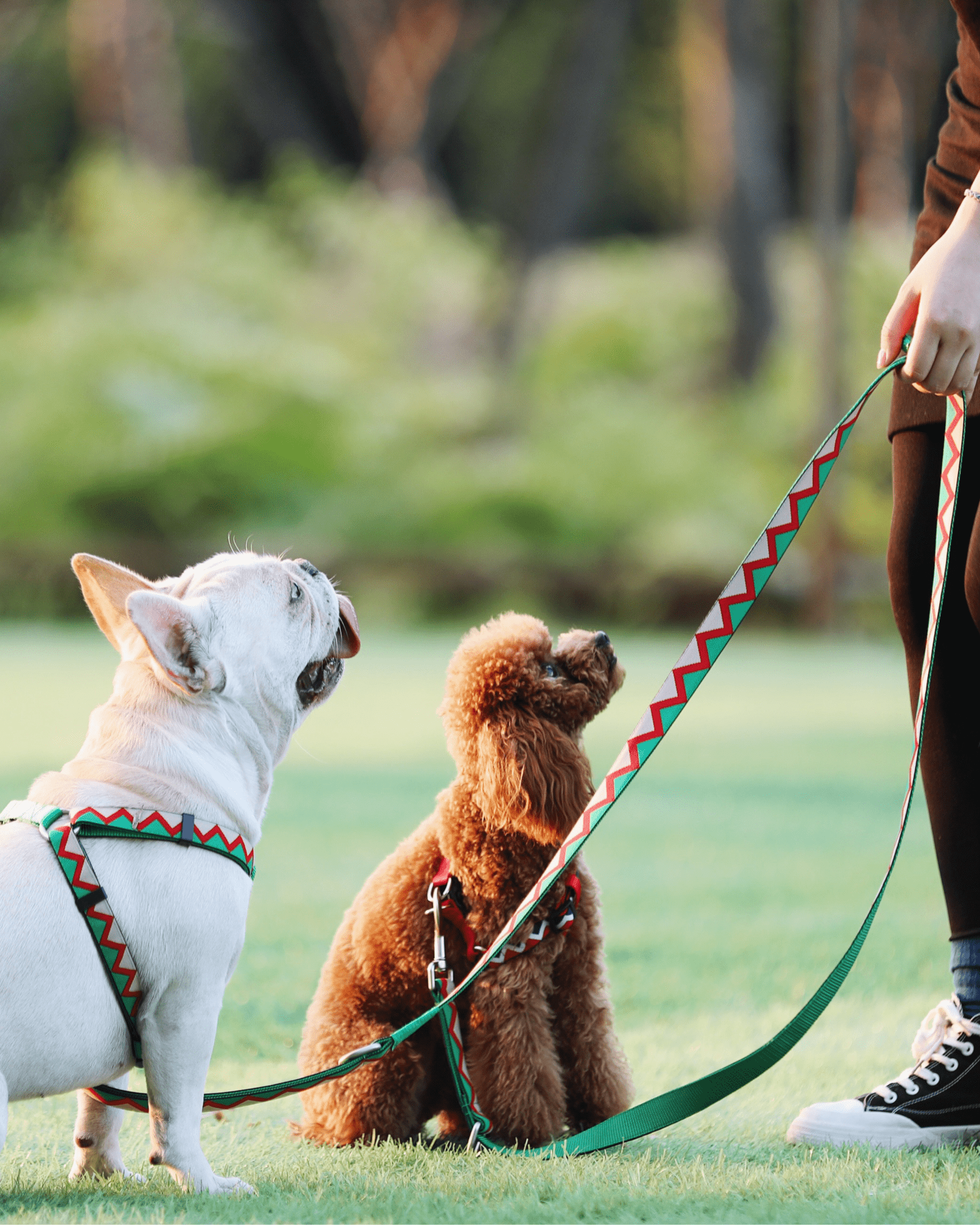 Rainbow Multifunctional Leash - Bo&Hew