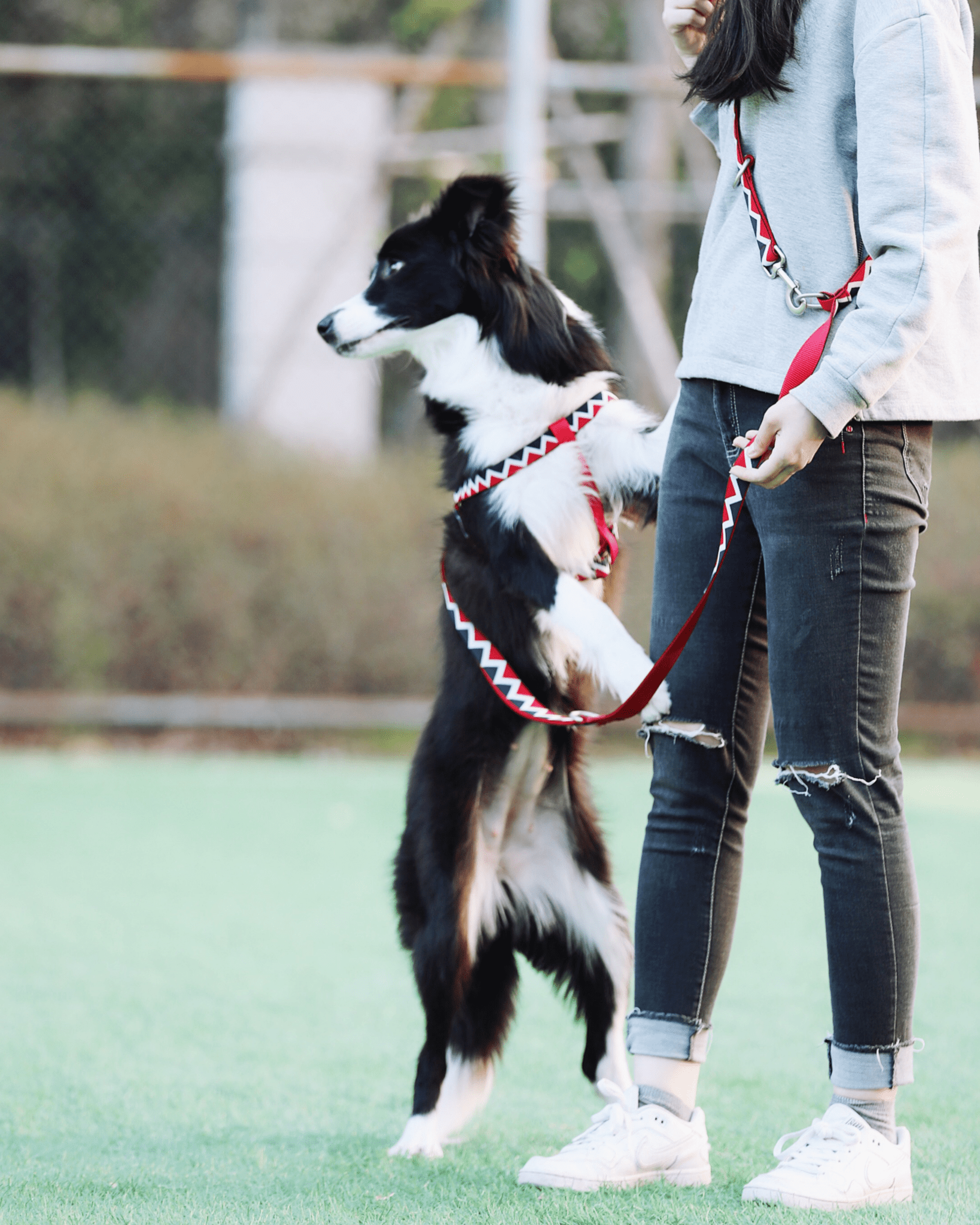 Rainbow Multifunctional Leash - Bo&Hew