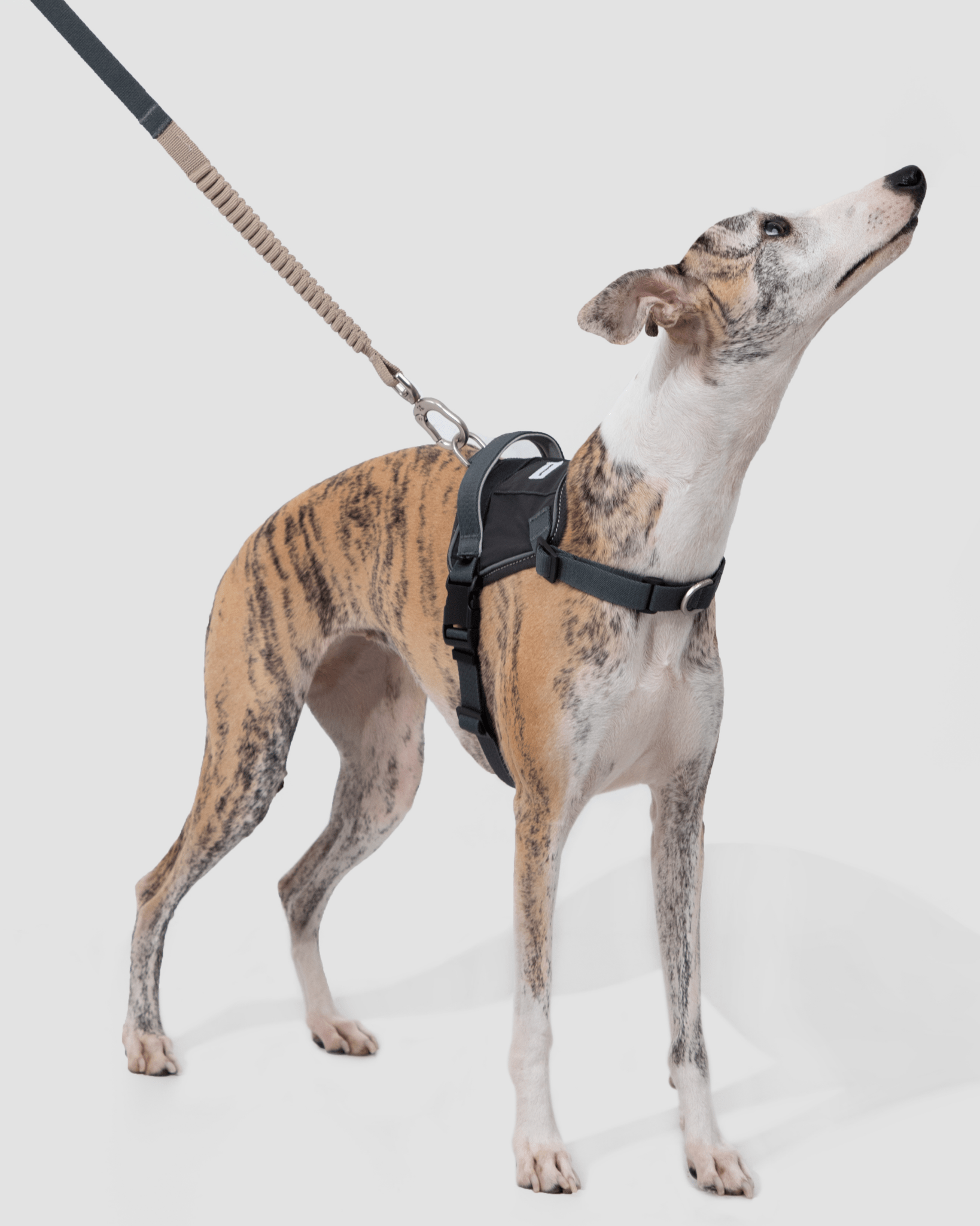 Valley Multifunctional Shock-Absorbing Leash - Bo&Hew