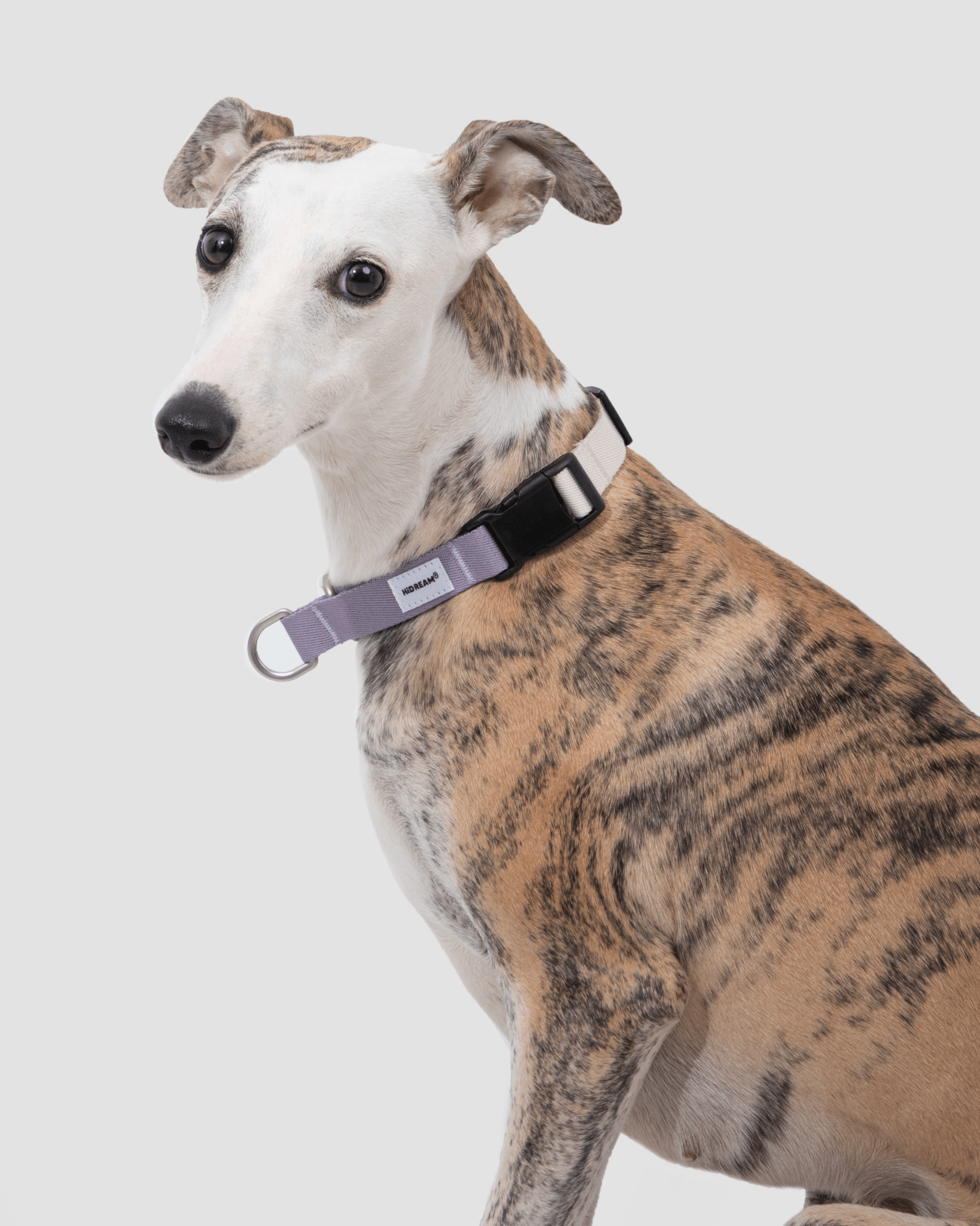 Valley Shockproof Dog Collar - Bo&Hew