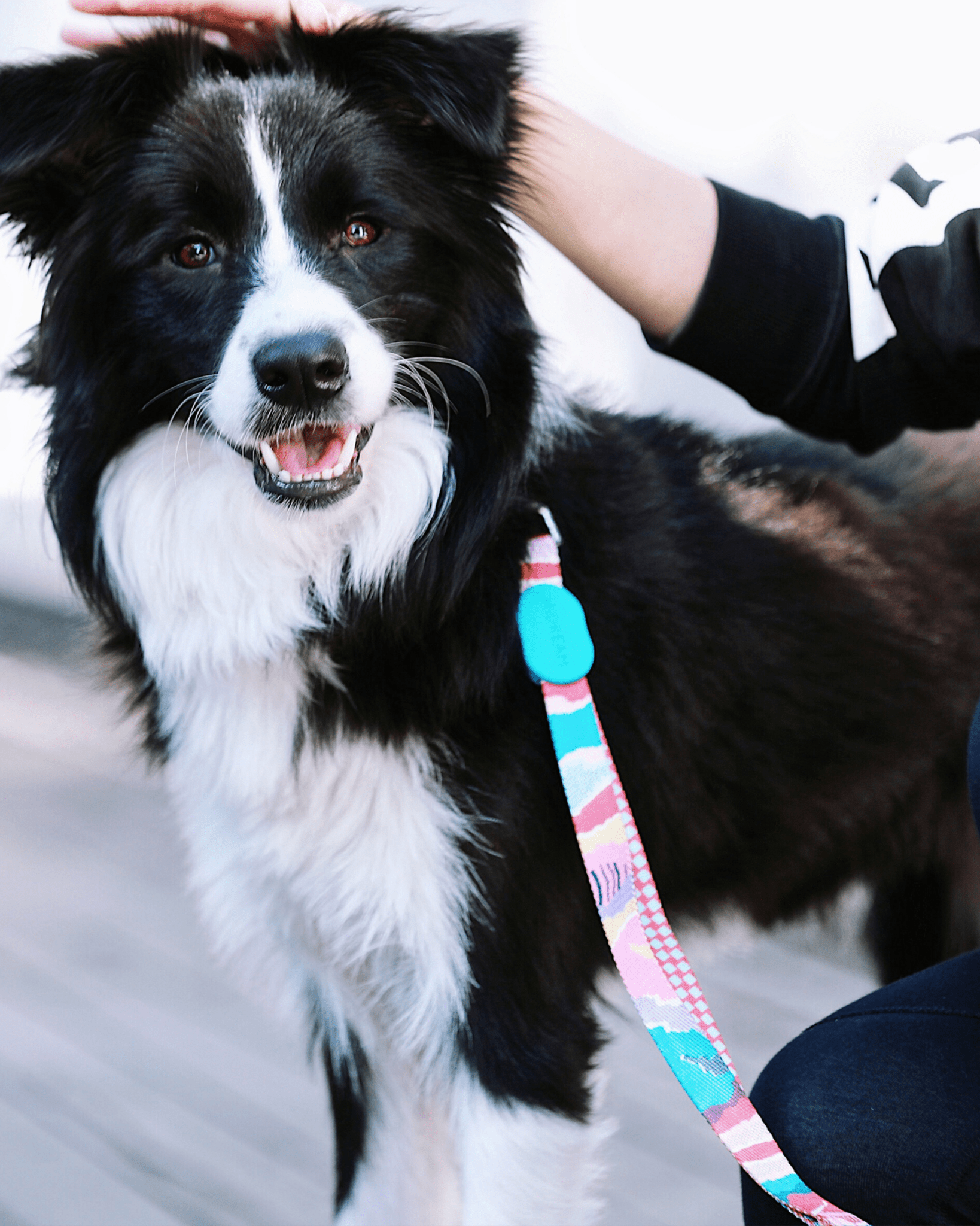 Vibrant Adjustable Leash - Bo&Hew