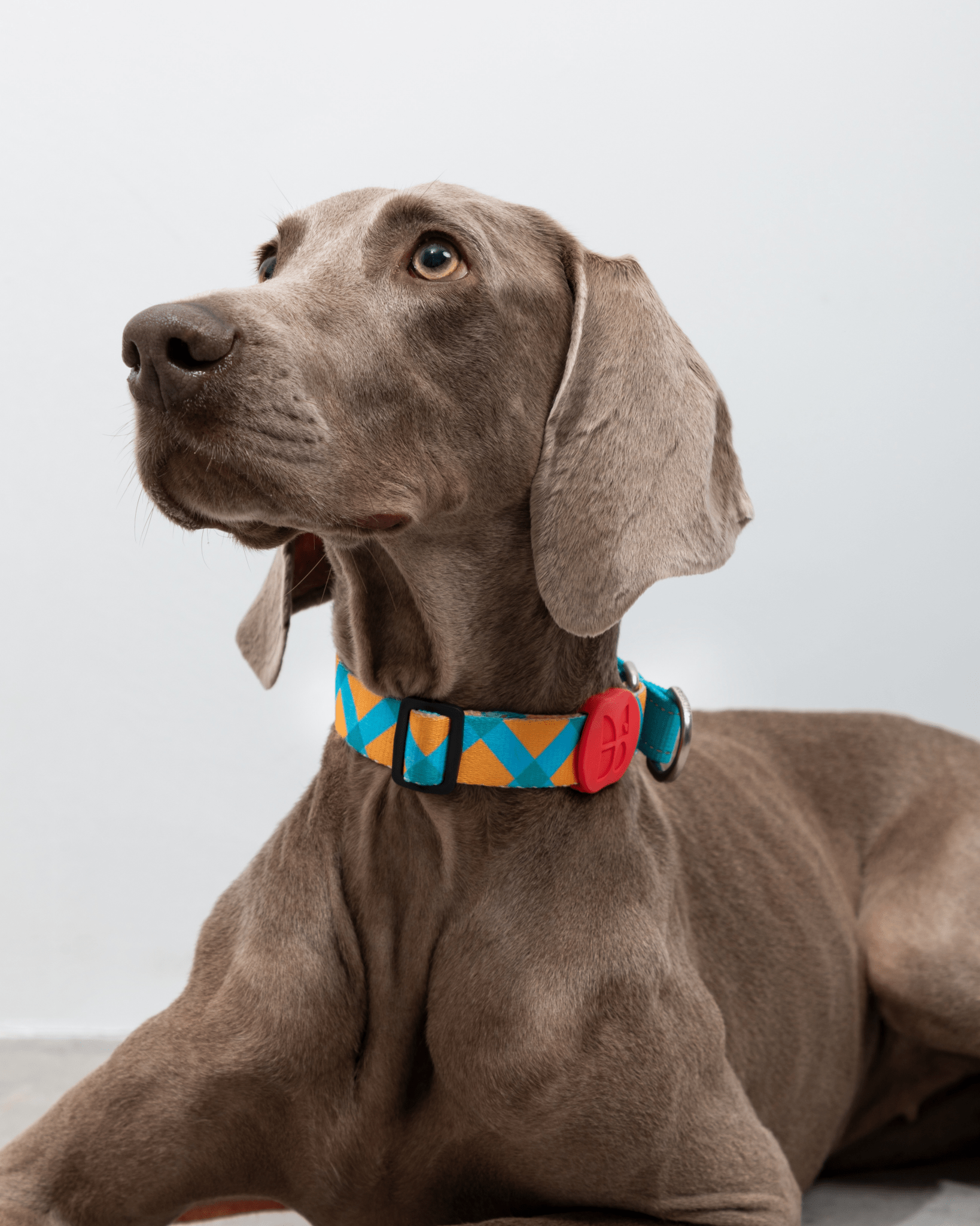 Vibrant PRO Hybrid Collar - Bo&Hew